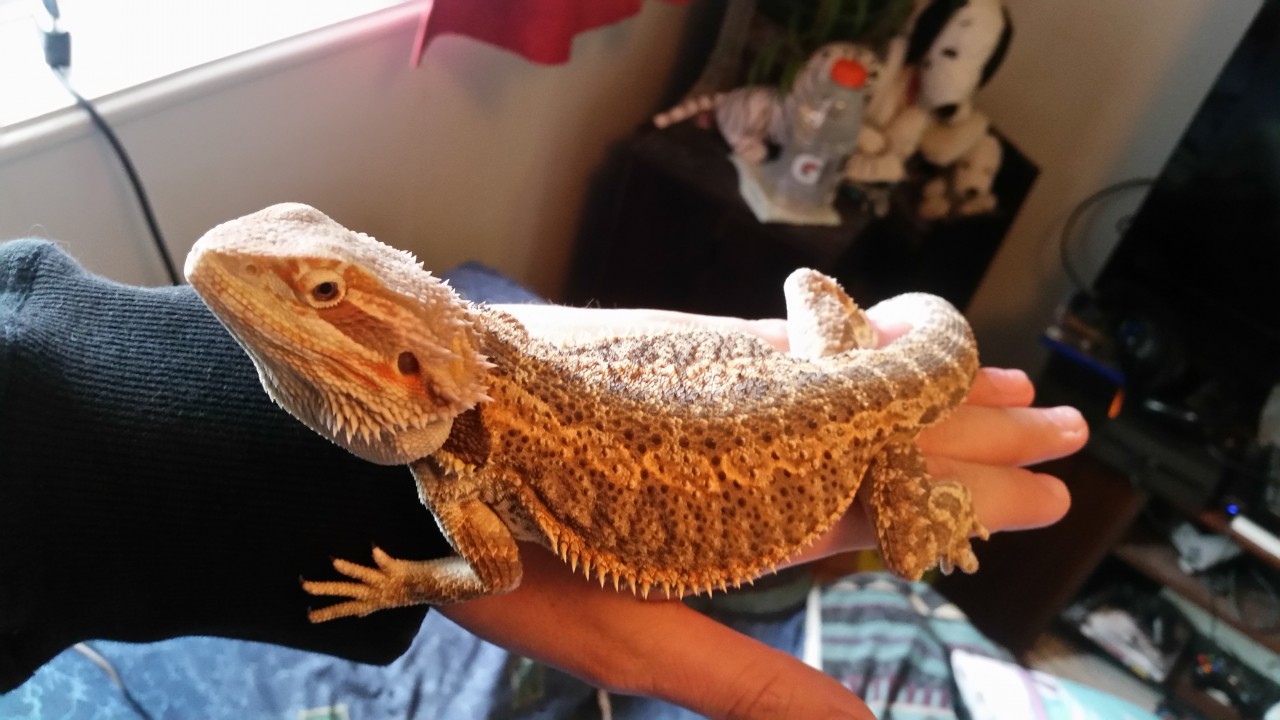 bearded-dragon-5-month-old-by-kevmg17-fur-affinity-dot-net