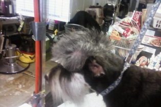 Miniature schnauzer hot sale mohawk