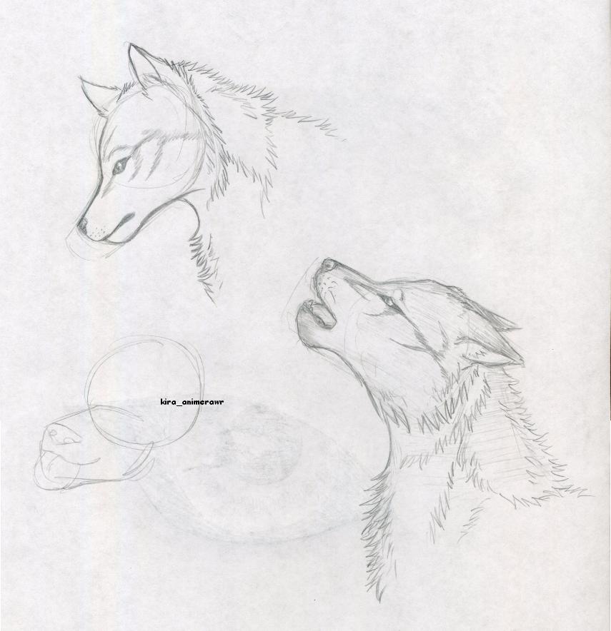Wolf head Sketches by kira_animerawr -- Fur Affinity [dot] net