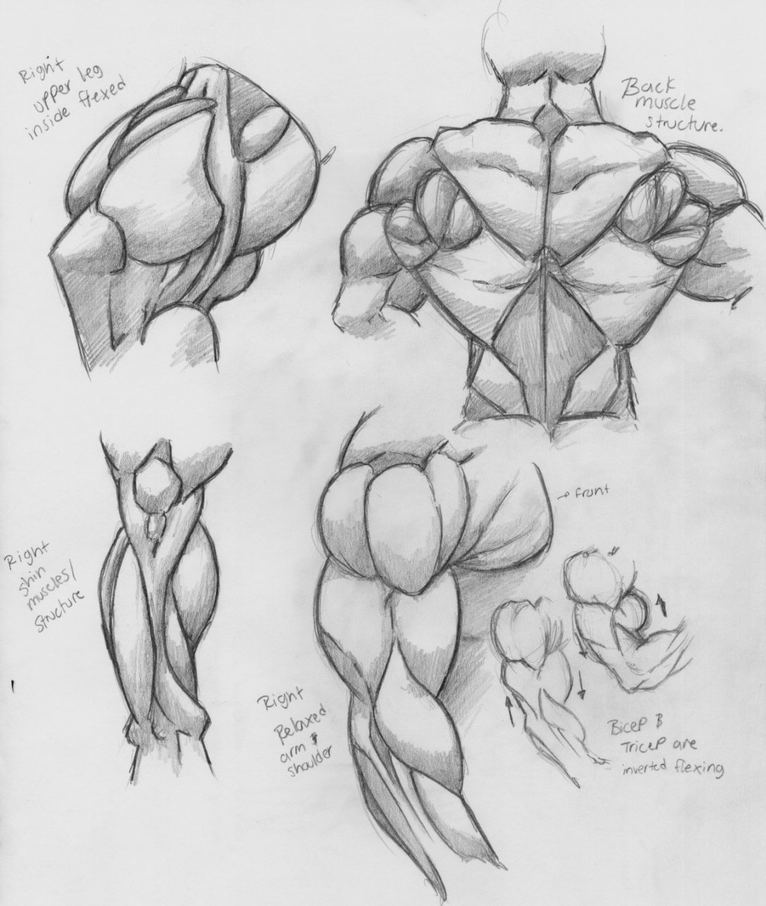 Muscle observation sketches and refference by kira_animerawr -- Fur  Affinity [dot] net