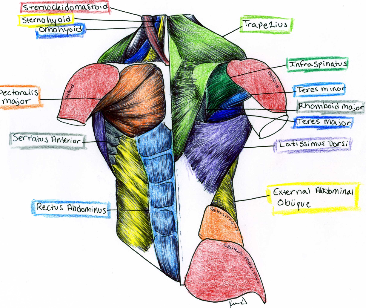 Torso Muscle Anatomy : Male Front Torso Muscles Stock Illustration