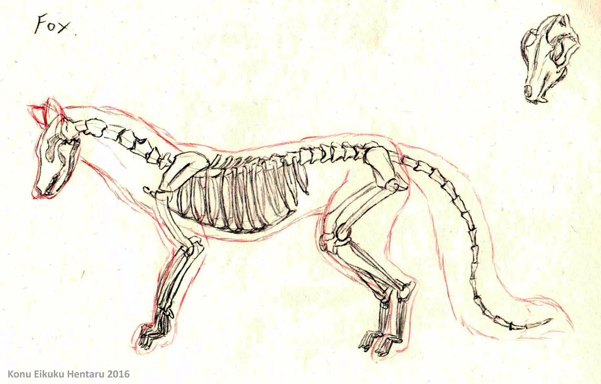 Fuchs skeletal anatomy by Konu -- Fur Affinity [dot] net