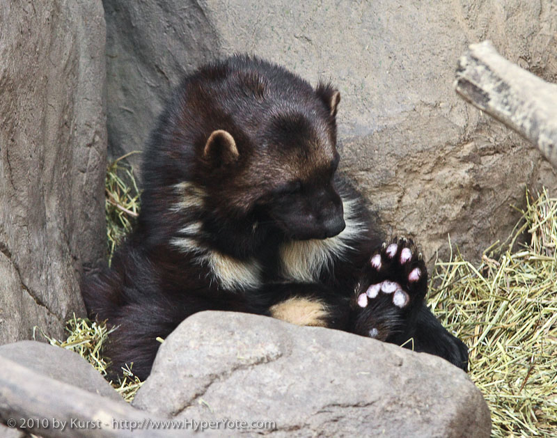 My Paw is Fascinating by kurst -- Fur Affinity [dot] net