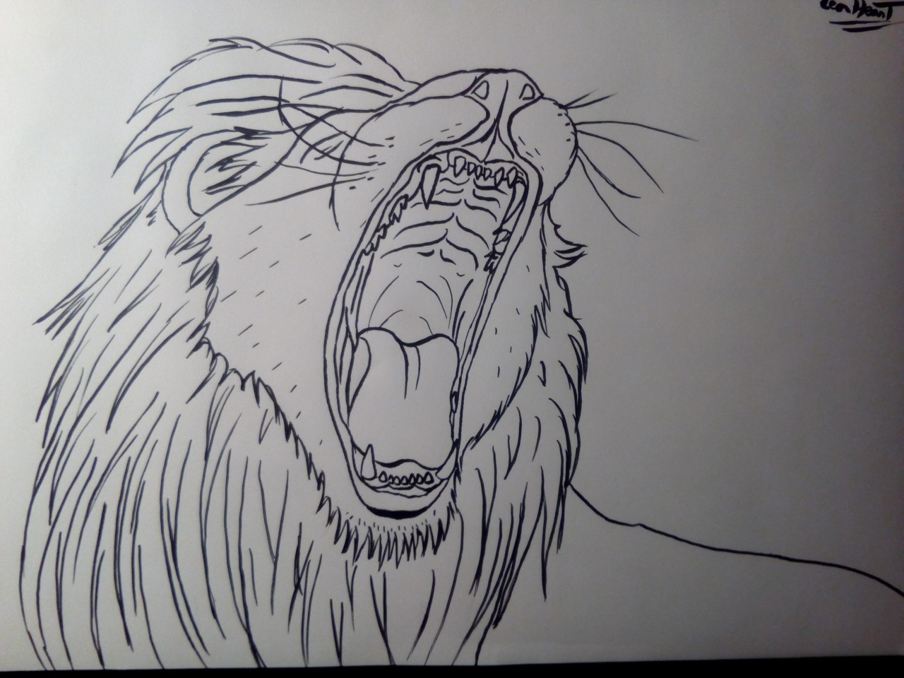 lion roaring drawing in color