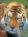 Tenacious Tiger Bio