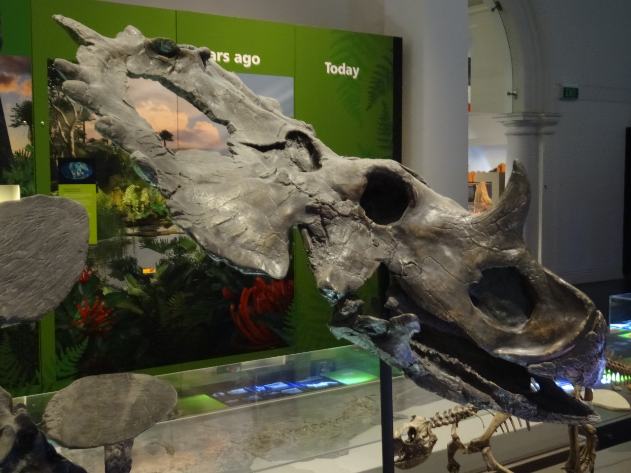 centrosaurus fossil