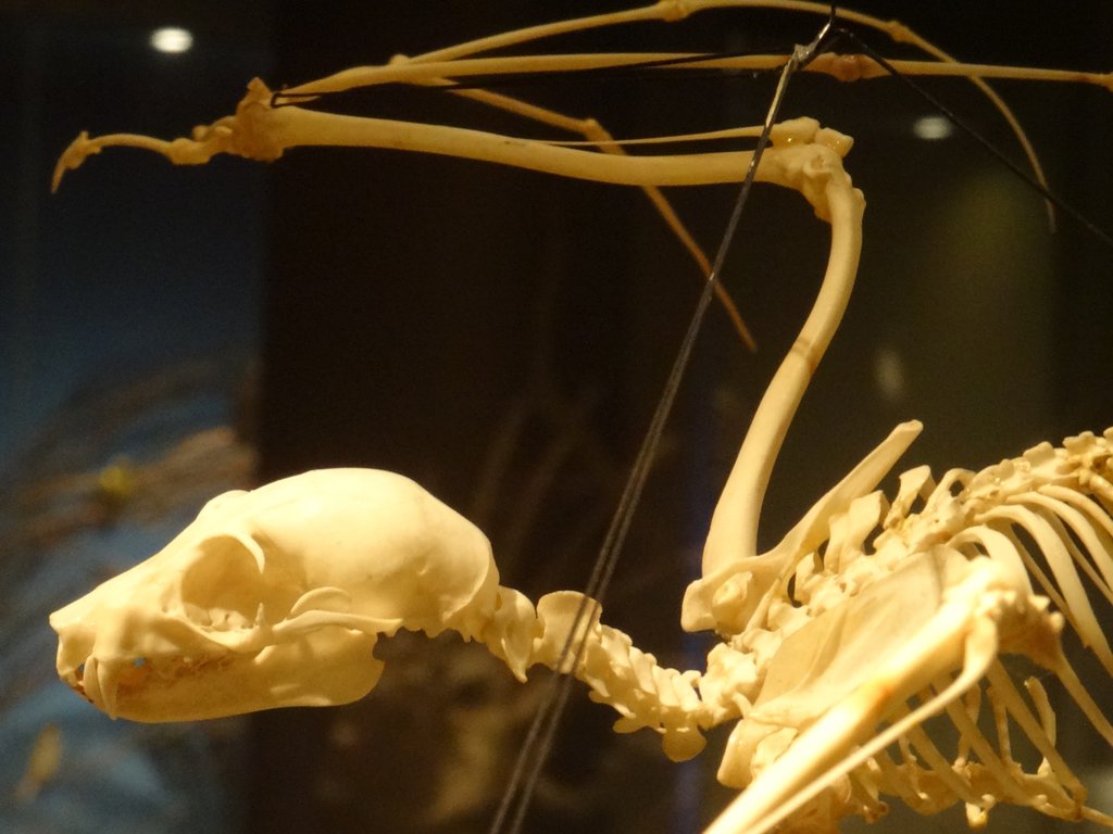 australian flying fox skeleton