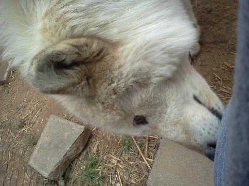 a dogs ears compared to a wolfs ears