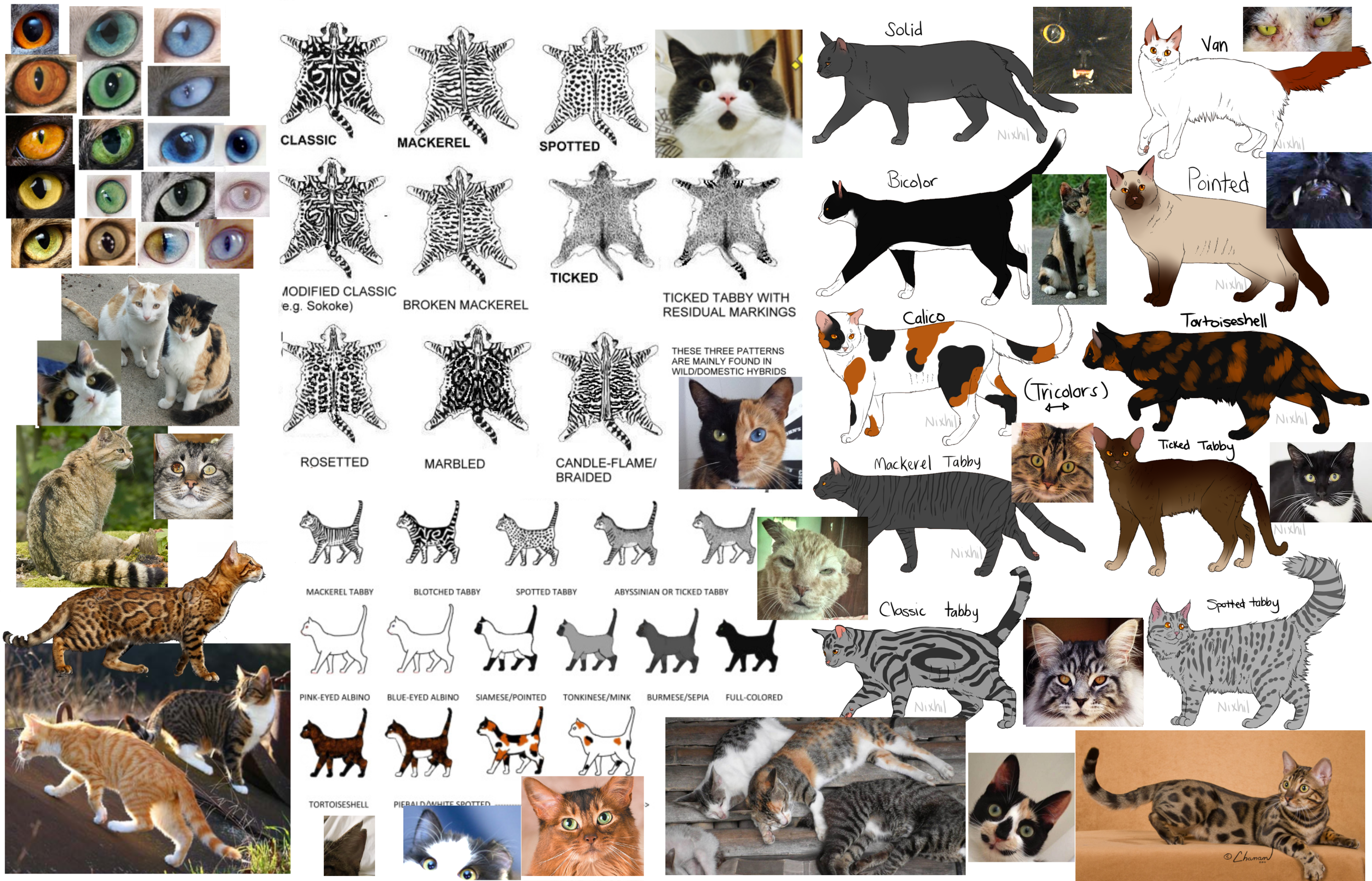 Housecat. cat_reference_sheet. 
