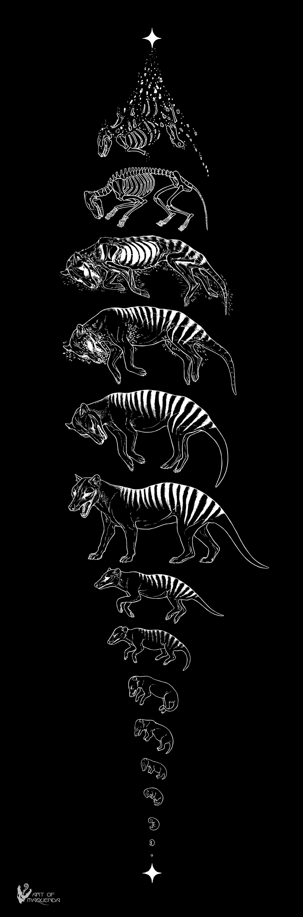 From Stardust to Stardust  -  Thylacine