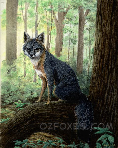 Grey Fox In The Forest From 02 By Mcarspec Fur Affinity Dot Net