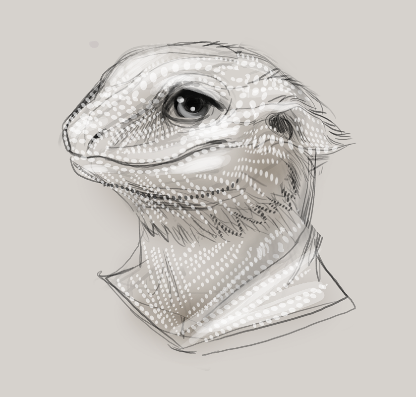 Mae the Bearded Dragon Sketch - By Juden. 