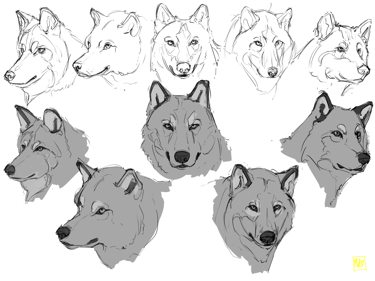 wolf face drawing