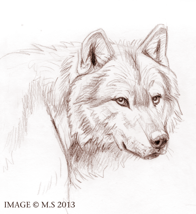 Wolf pencil portrait | Art Amino