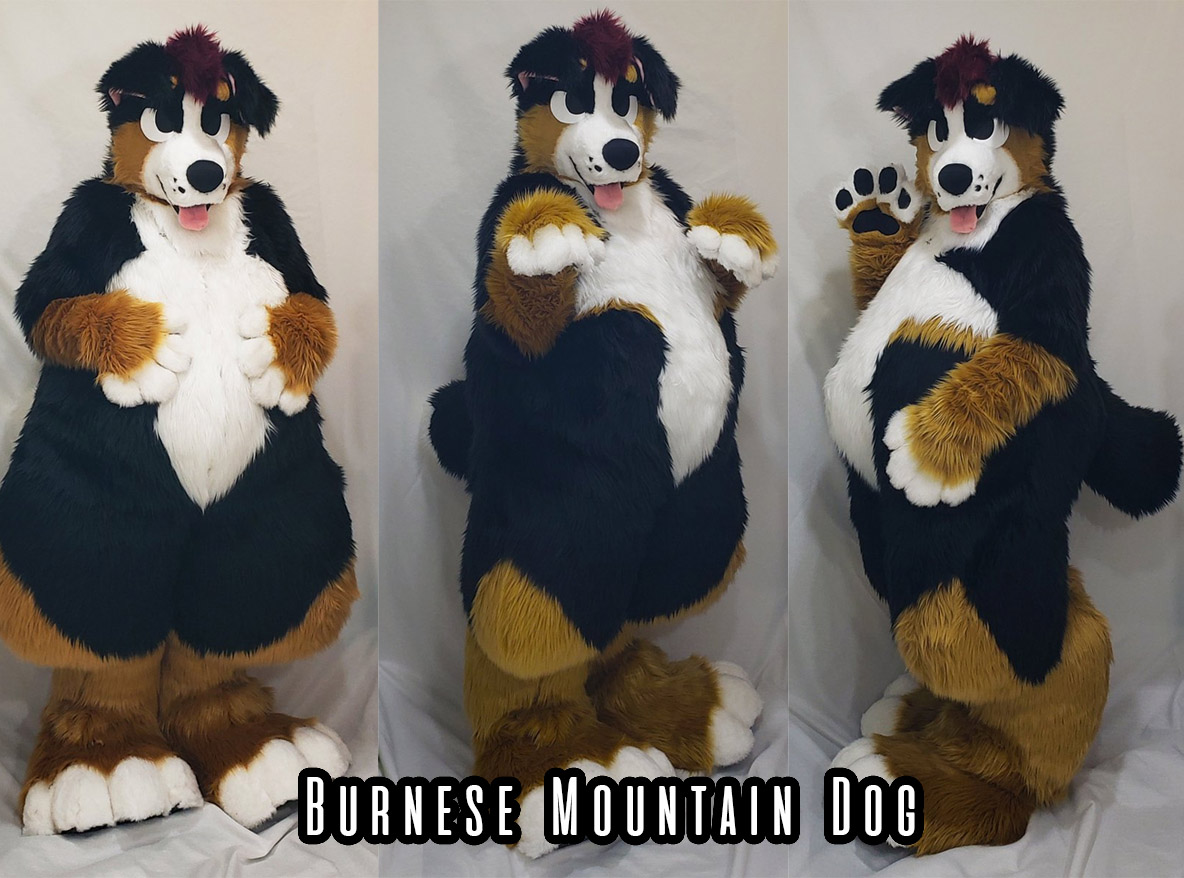 Fat orders bernese mountain dog