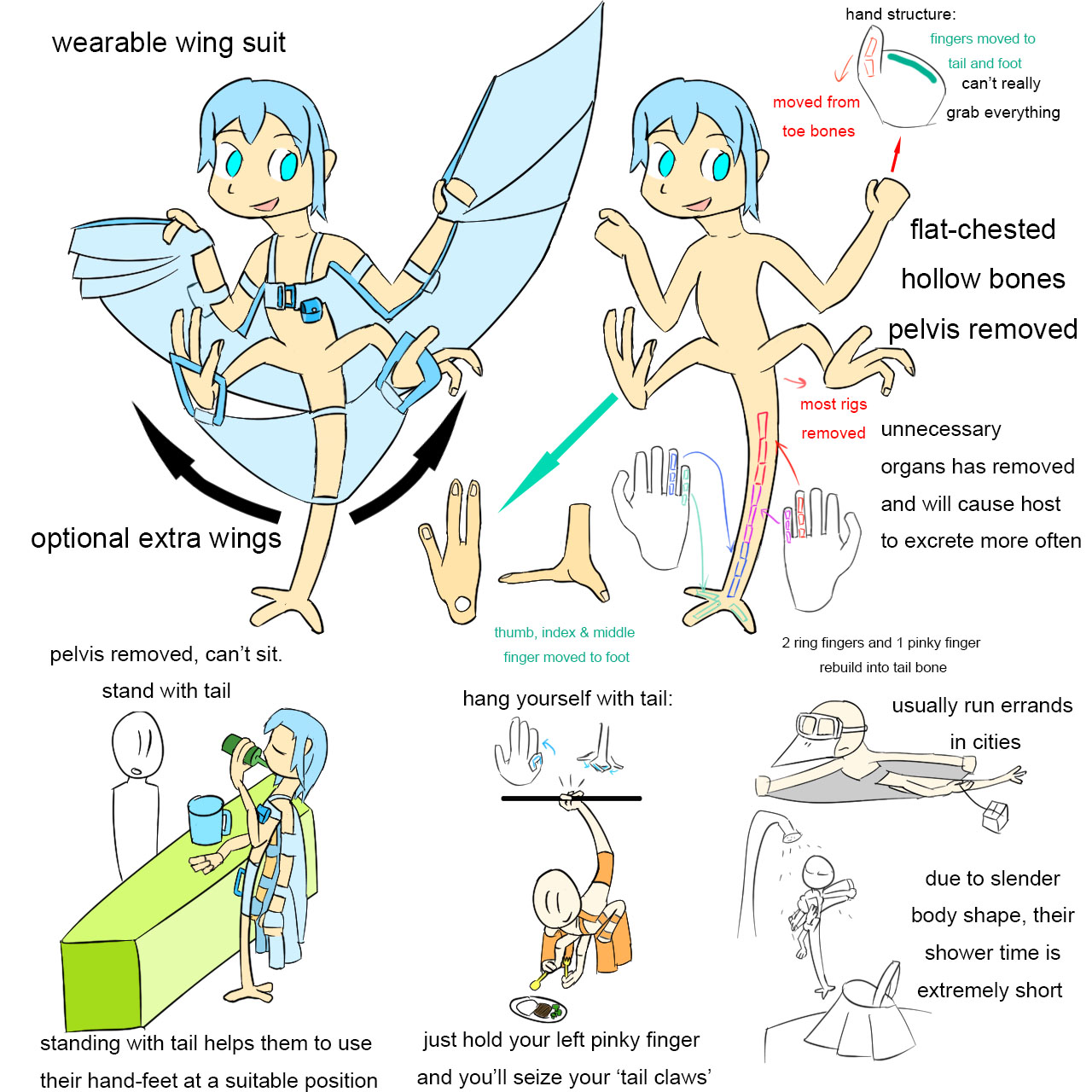 human wings anatomy