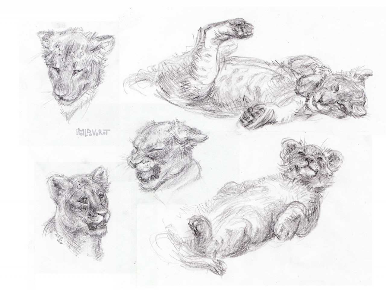 LION CUB Pencil Drawing Print Wildlife Art Artwork Signed by Artist Gary  Tymon 2 Sizes Ltd Ed 50 Prints Only Animal Portrait - Etsy