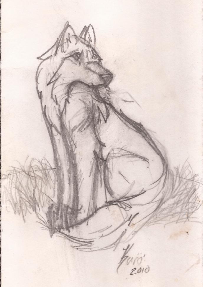 sitting wolf drawing