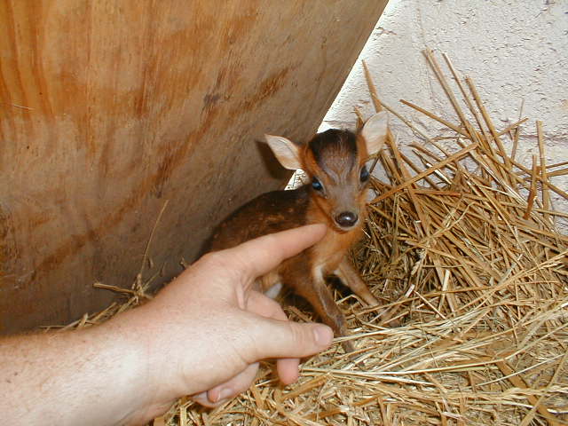 muntjac pet