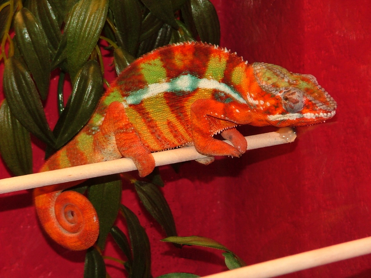 Panther Chameleons - 402 EXOTICS LLC