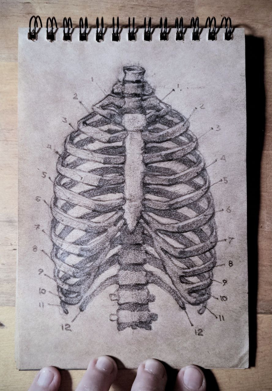 Human Skeleton Engraved Set Rib Cage Skull Vector Illustration Stock  Illustration - Download Image Now - iStock