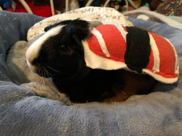 Guinea pig shop sushi costume