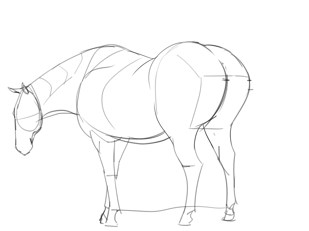horse Anatomy by nikuyoku -- Fur Affinity [dot] net