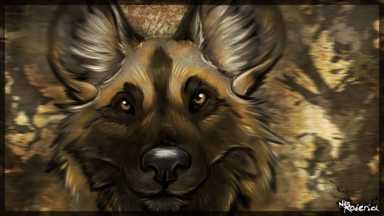 Wallpaper: African Wild Dog (sans words) by NimRoderick -- Fur Affinity  [dot] net