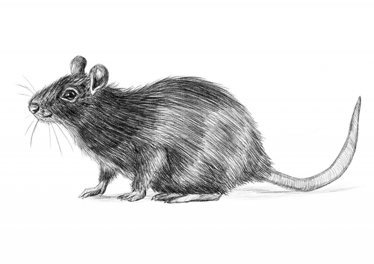 Rat Sketch Practice 12 by nEVEr-mor on DeviantArt