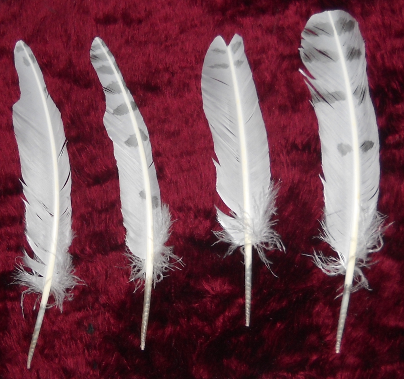 Faux Snowy Owl Feathers by Ormspryde -- Fur Affinity [dot] net