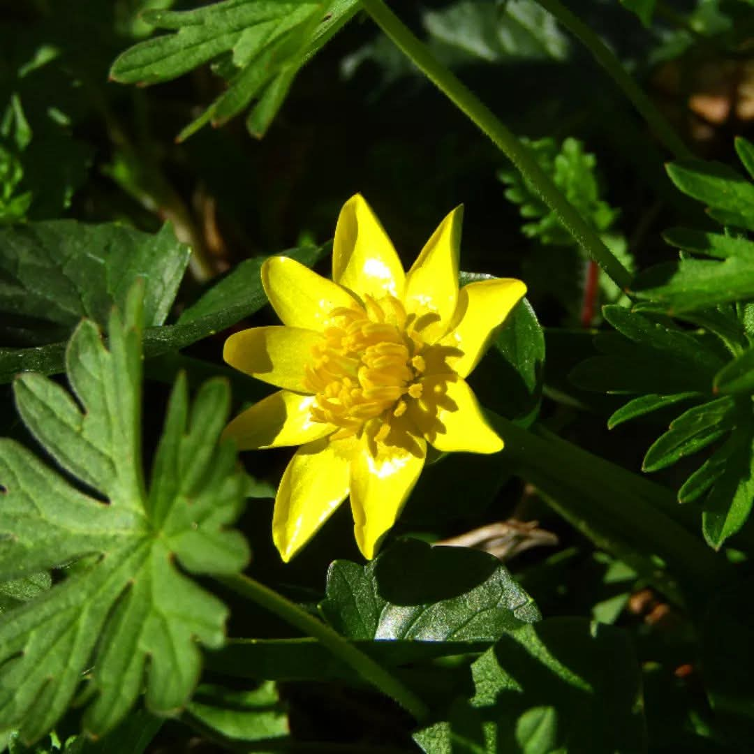 ranunculus ficaria