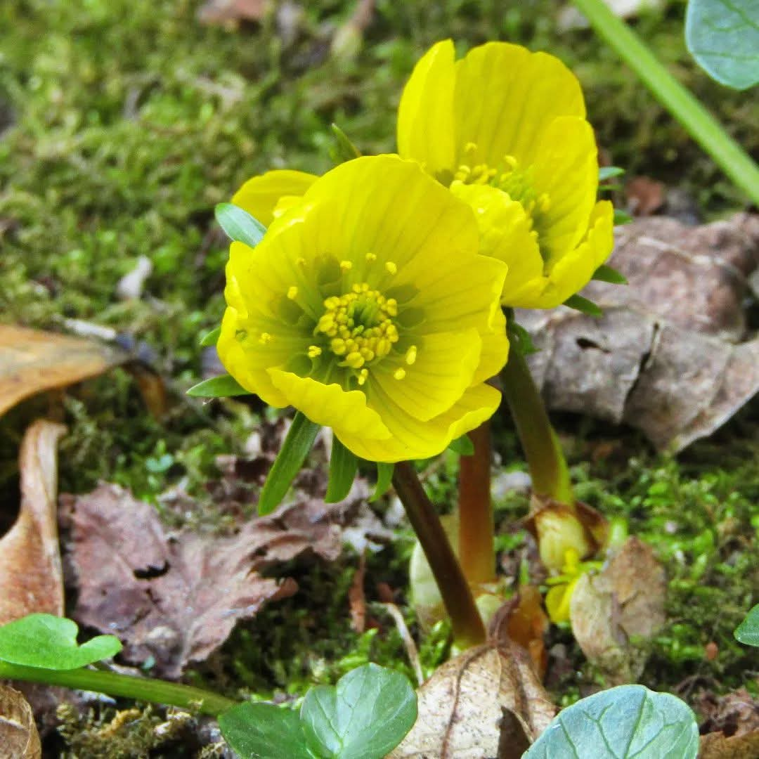 Eranthis cilicica