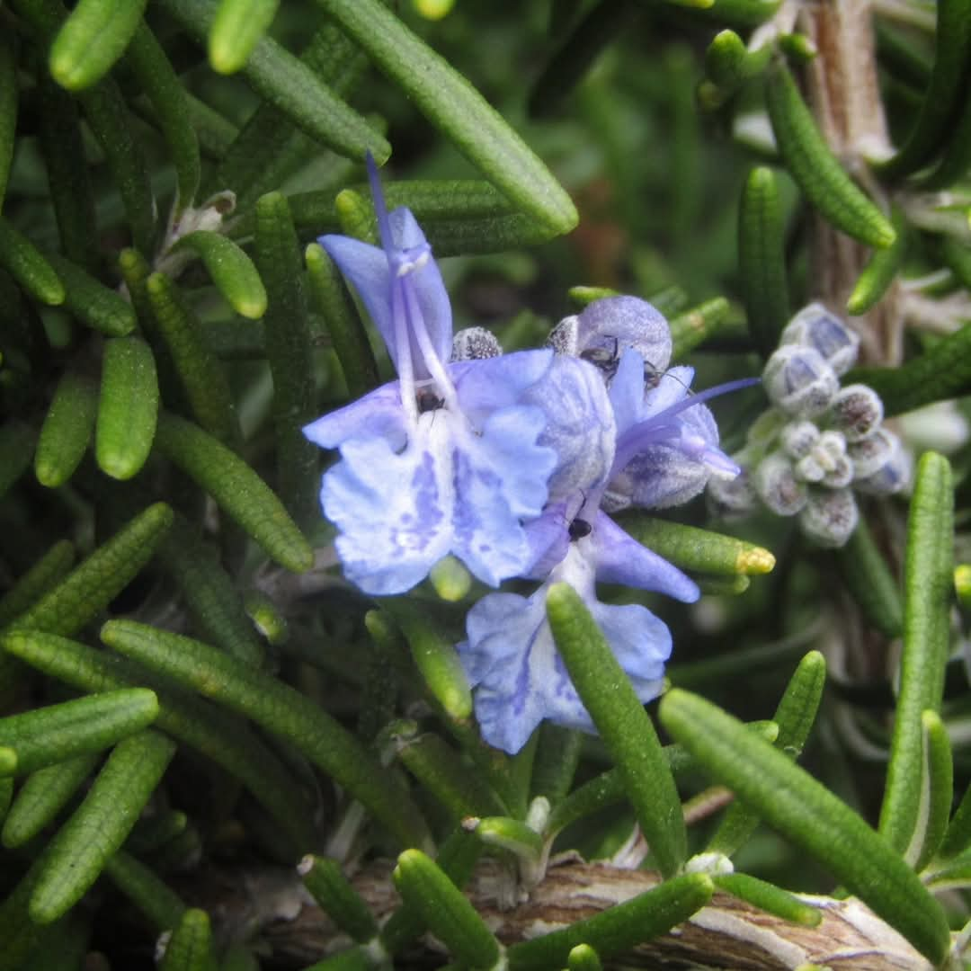 Rosmarinus prostratus flower