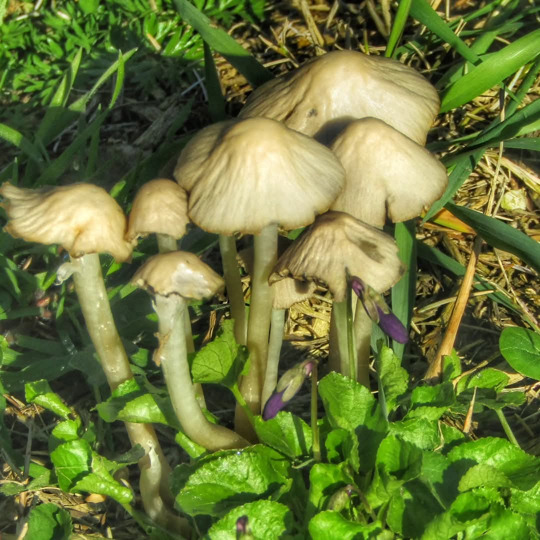 Psathyrella And buds of viola odorata