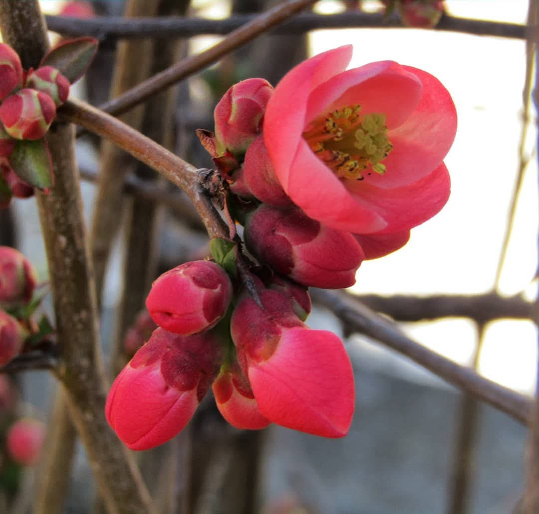 Chaenomeles japonica