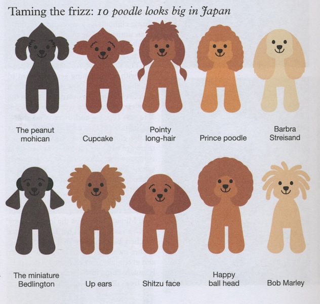 Japanese poodles hot sale