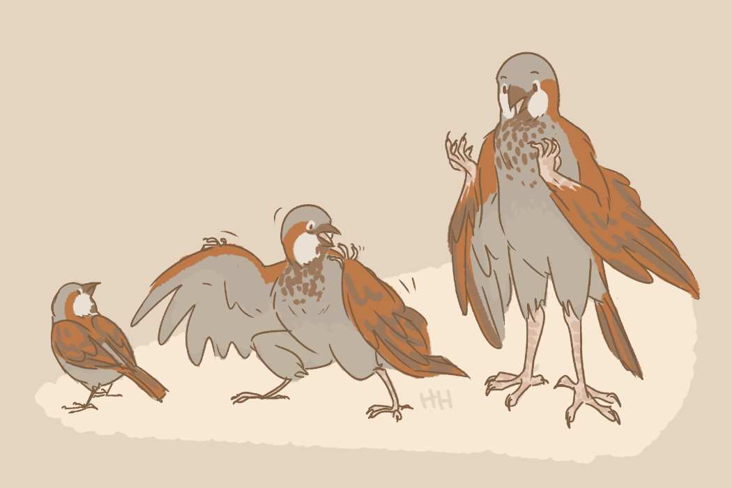 Sparrow comics. Sparrow Transformation. Furry Sparrow. Sparrow artist Comics. Mad Sparrow.