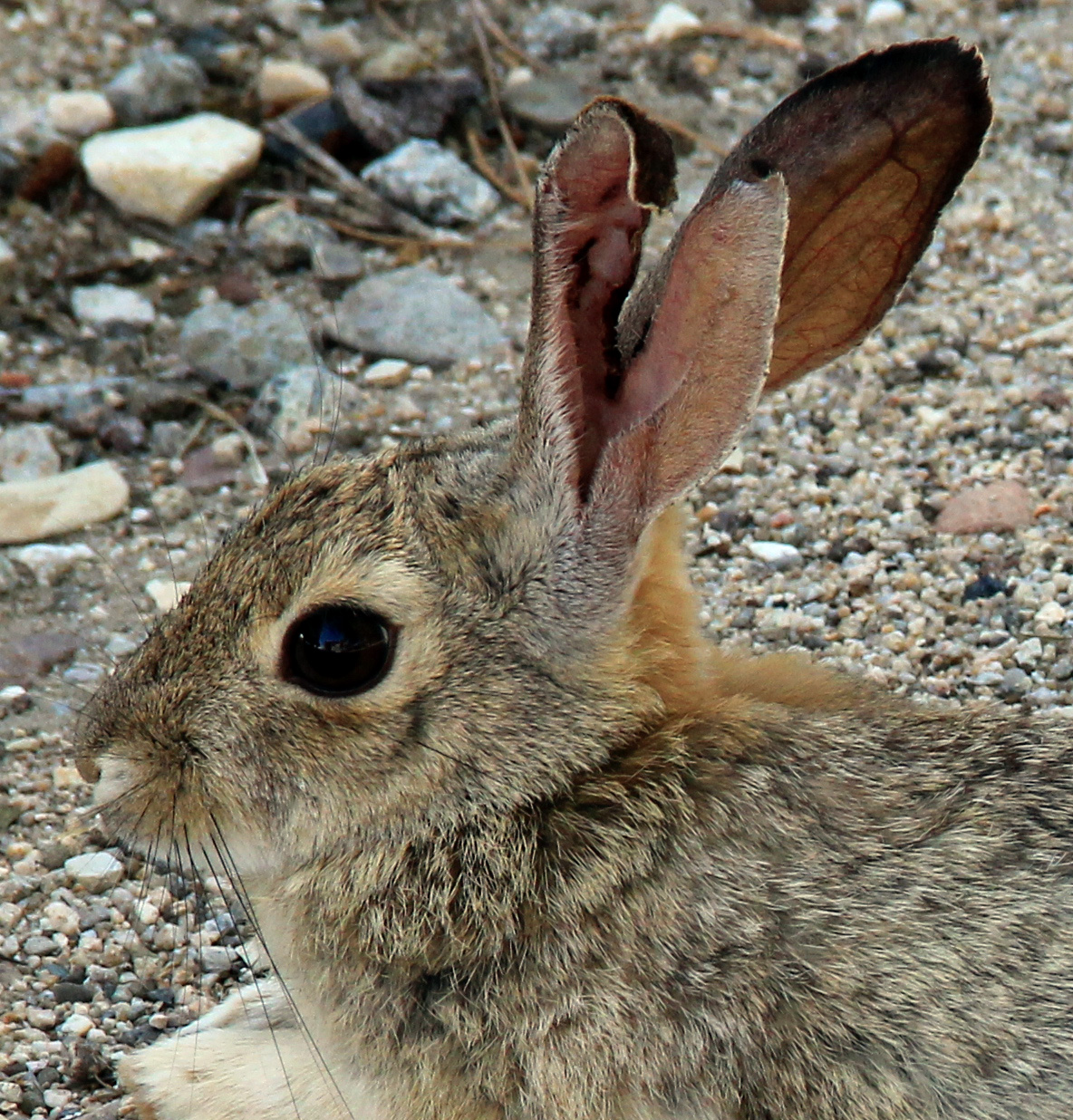 Poor Bunny