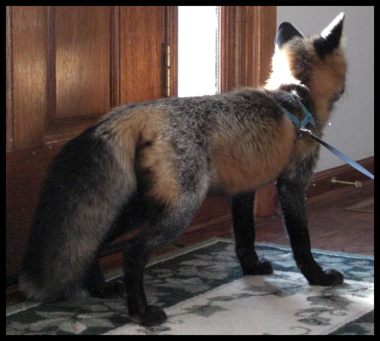 Pet fox -- Cross Fox Coat. 