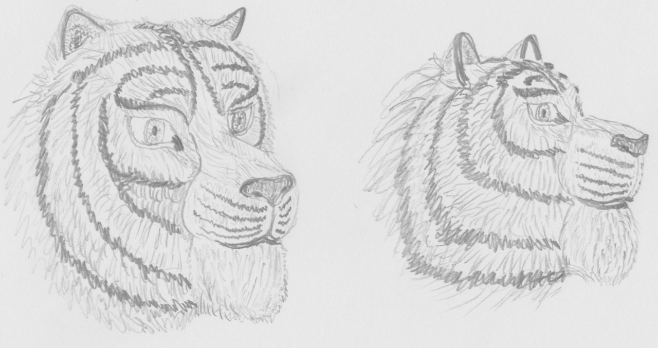 how to draw a tiger head side view
