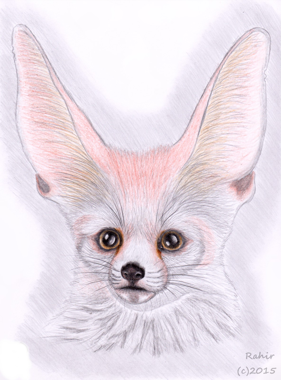 Fennec Fox рисунок