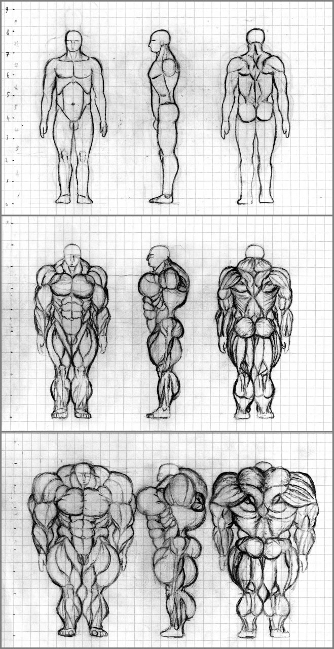 How To Draw Muscles Step by Step Drawing Guide by KingTutorial  DragoArt