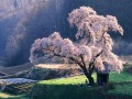 Matters of the Cherry Blossom - Music