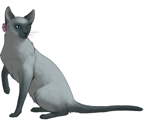 Warrior Cats Design #5) Ravenpaw by Wolfie-Moonscar -- Fur Affinity [dot]  net