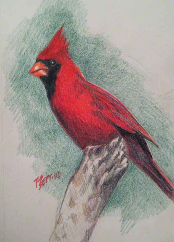 Cardinal Pair on Pines- Original discount Colored Pencil Drawing