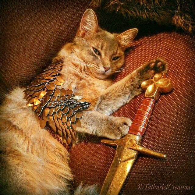 Um gato com uma espada na mão