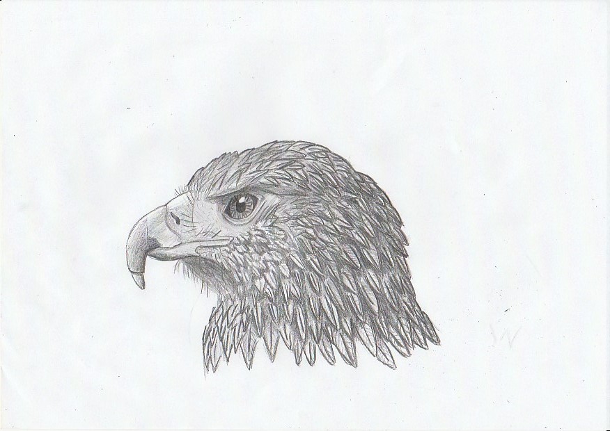 Flying eagle black and white pencil drawing Drawing by Natalia Mikhaylina |  Saatchi Art