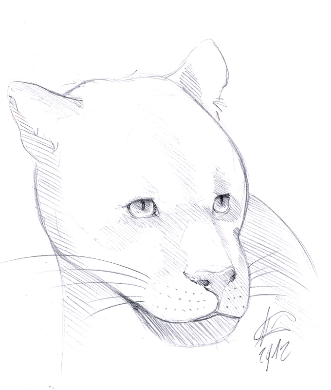 panther face outline