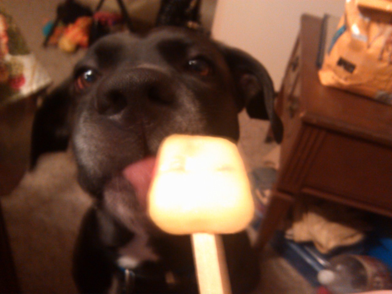 can dogs have lemon ice