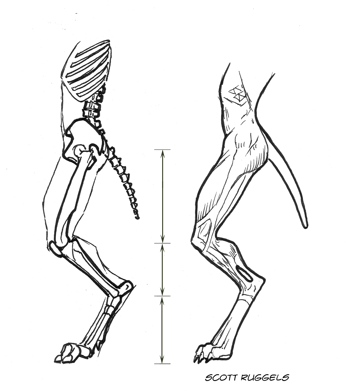 Строение конечностей рисунок. Скелет задней конечности собаки. Digitigrade Stilts чертёж. Анатомия анатомия фурри. Конечности лисицы.